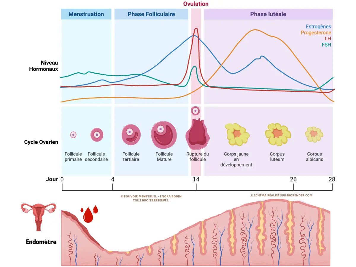 Tableau cycle menstruel