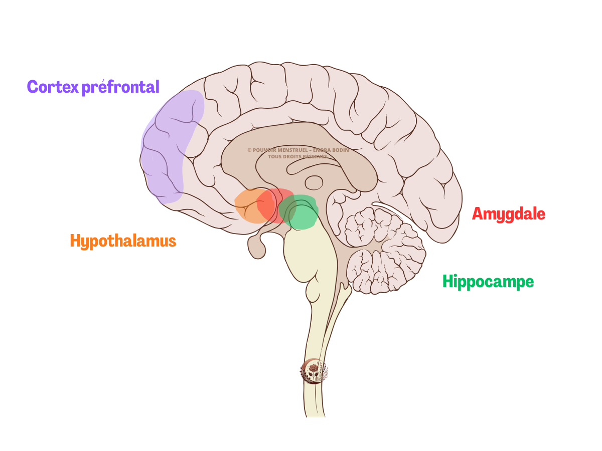 Ménopause et cerveau