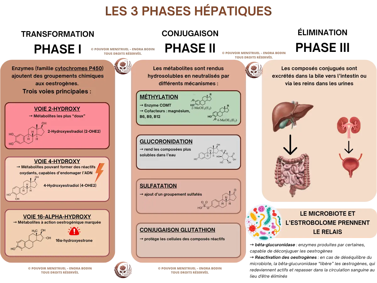Schéma des trois phases hépatiques du métabolisme des œstrogènes : transformation (phase I), conjugaison (phase II), élimination (phase III).